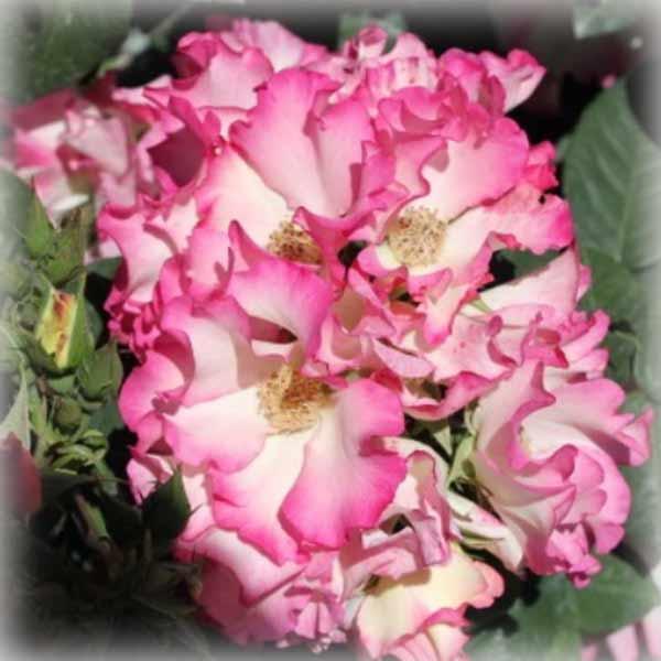 Троянда флорибунда Ліола (Liola), фото 1