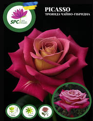 Троянда чайно-гібридна Picasso