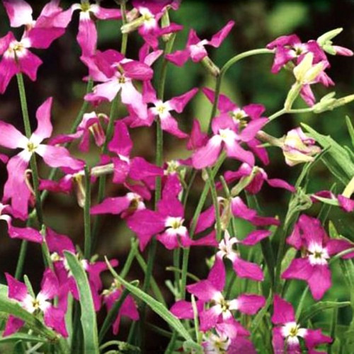 Матіола Дворога 5 г Seedera, фото 1