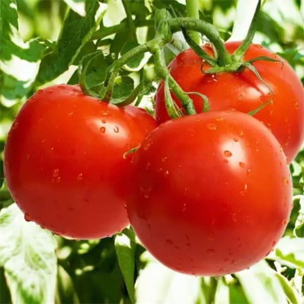 Томат Санька 5г, Ніцсса, фото 1