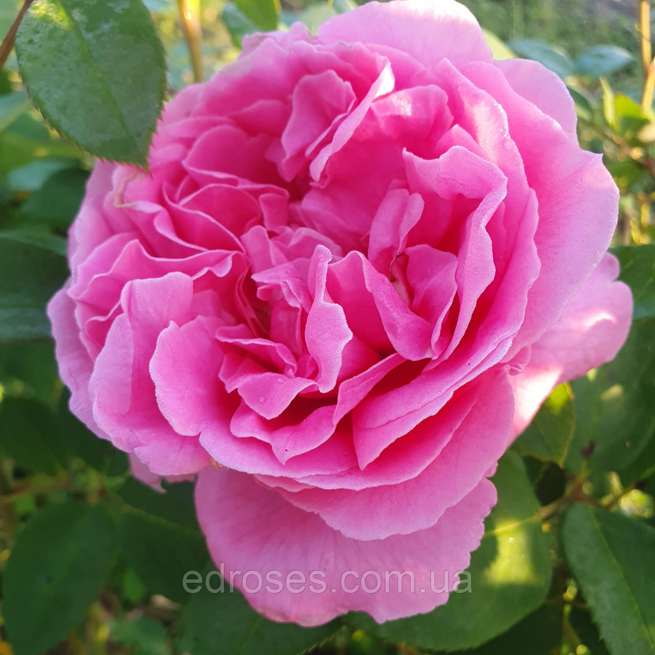 Енріко Карузо (Enrico Caruso), фото 1