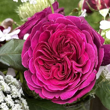 Діп Сікрет (Deep Secret)