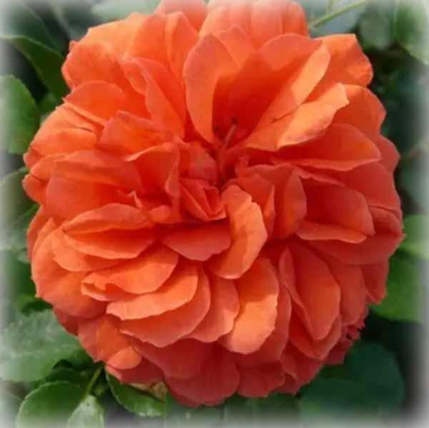 Троянда флорибунда Оранжері (Orangerie), фото 1