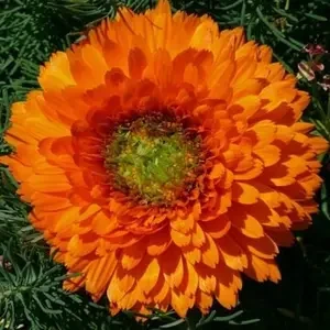 Календула Помаранчеве серце 0.5 г Яскрава, фото 1