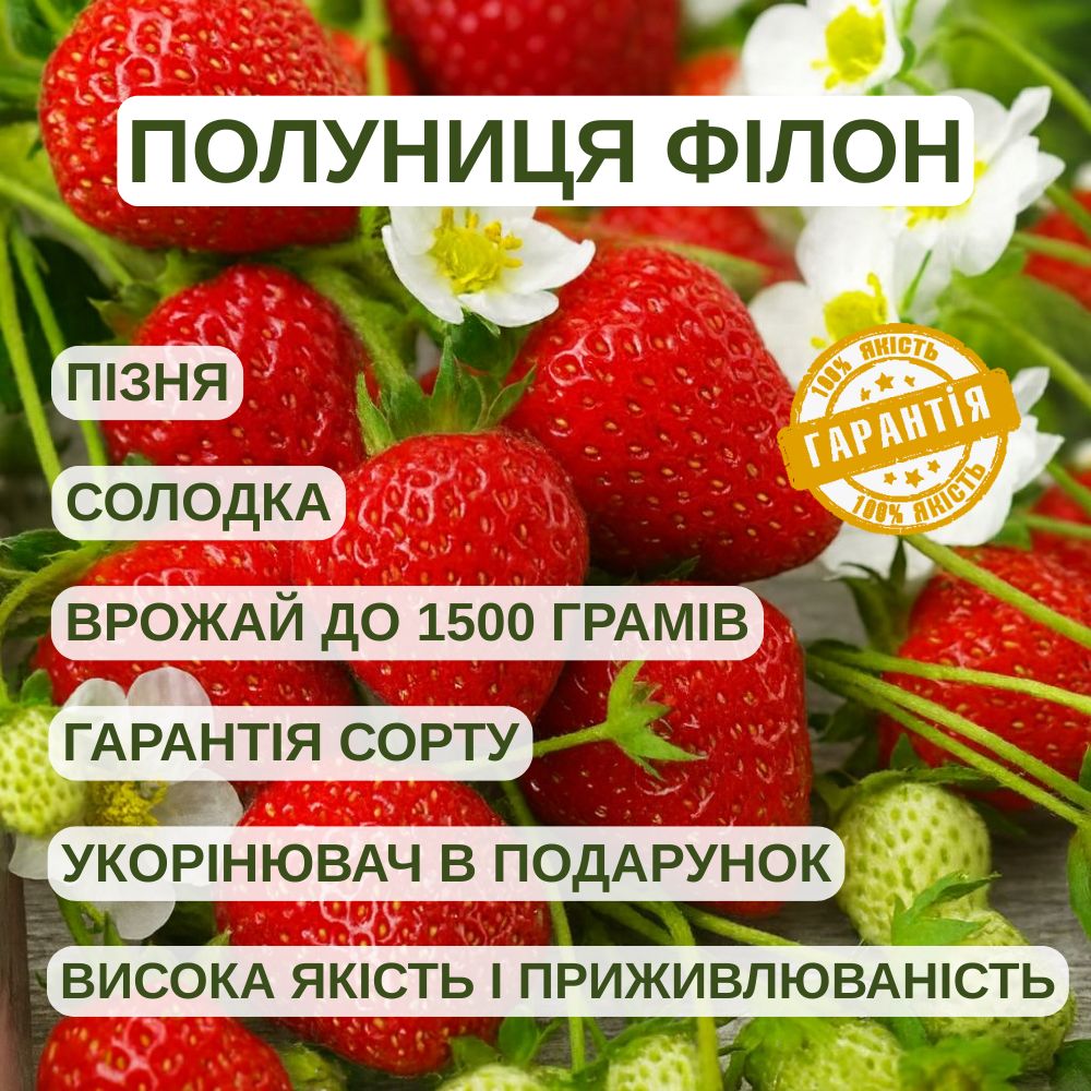 Саджанці полуниці (розсада) Філон (Filon) - пізня, транспортабельна, соковита, фото 1