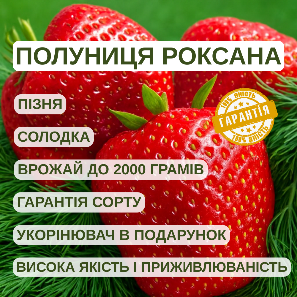 Саджанці полуниці (розсада) Роксана (Roxana) - середньо-пізня, зимостійка, соковита, фото 1