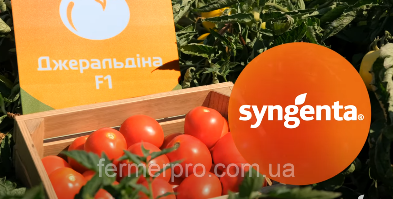 Насіння томату ДжералдінаF1, 1000 насінин, Syngenta, фото 1