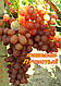 Саджанці винограду середньо-раннього сорту винограду Кишмиш Лучистий, фото 3