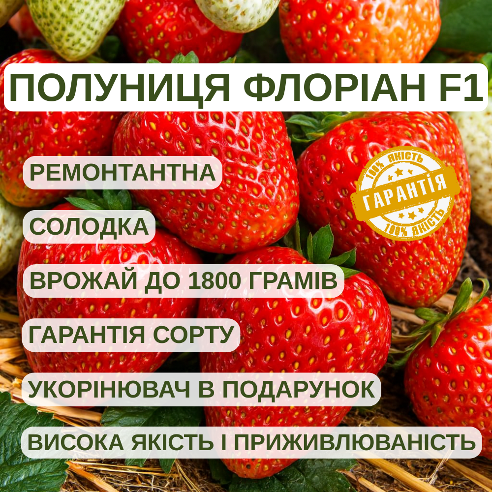 Саджанці полуниці (розсада) Флоріан F1 (Florian F1) - ремонтантна, крупноплідна, врожайна, фото 1