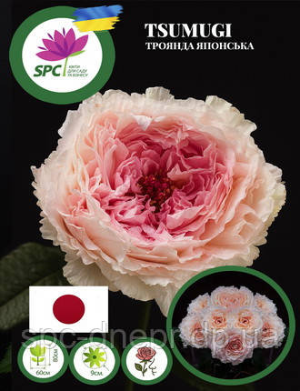 Троянда японська чайно-гібридна Tsumugi