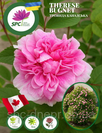 Троянда канадська паркова Therese Bugnet