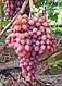 Саджанці винограду середньо-раннього сорту винограду Кишмиш Лучистий, фото 4