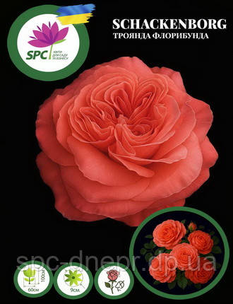 Троянда флорибунда Schackenborg