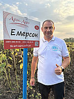 Соняшник Емерсон (Сумо). Насіння соняшнику під гранстар. Вовчок A-G+. 60ц/га. Екстра, фото 2