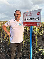 Соняшник Емерсон (Сумо). Насіння соняшнику під гранстар. Вовчок A-G+. 60ц/га. Екстра, фото 3