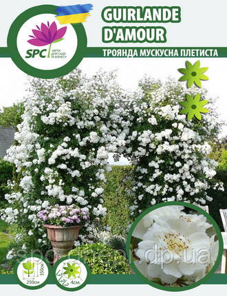 Троянда мускусна Guirlande d'Amour