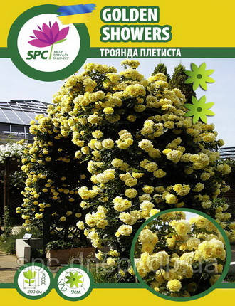 Троянда в'юнка Gold Beauty(Golden Showers)