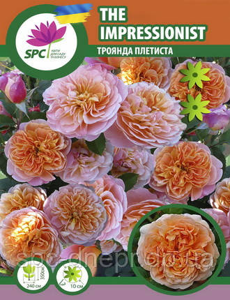 Троянда плетиста The Impressionist