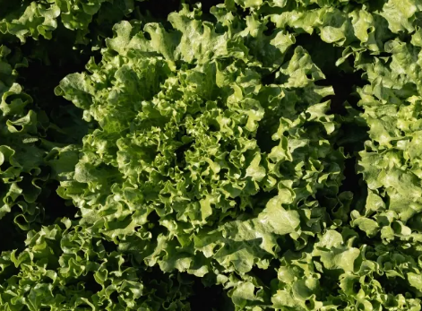 Насіння салата Авеледа F1 Enza Zaden 1000