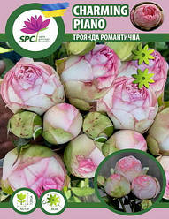 Троянда романтична Charming Piano