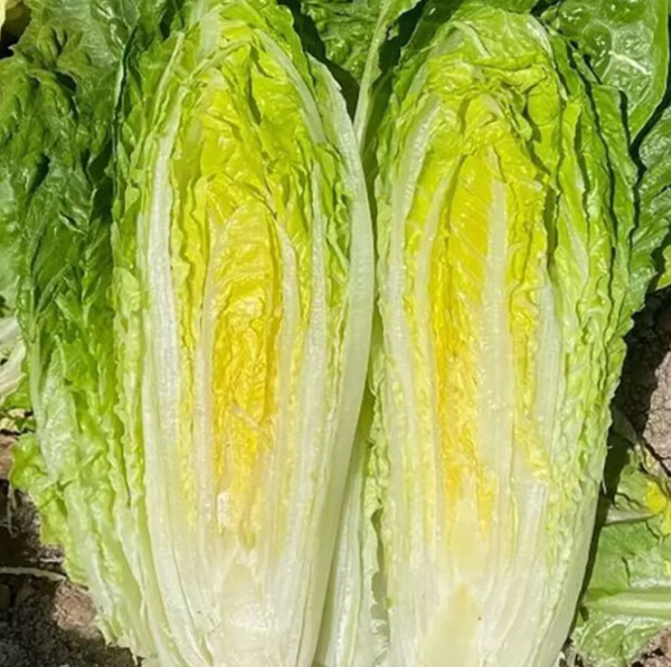 Насіння салата Адікамп F1 Enza Zaden 5000