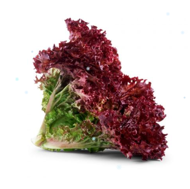 Насіння салата Кандюка F1 Enza Zaden Enza Zaden 1000