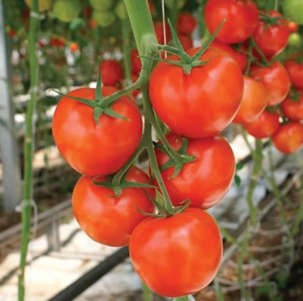 Насіння томата Раллі F1 Enza Zaden 500