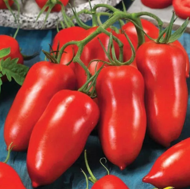 Насіння томата Поззано F1 Enza Zaden 250