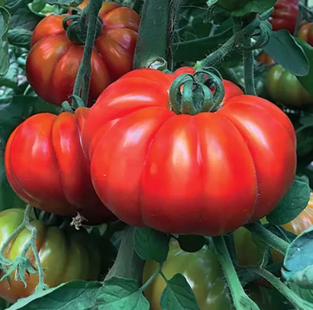 Насіння томата Марсалато F1 Enza Zaden 250