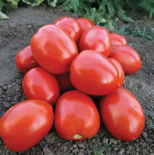 Насіння томата Морелія F1 Enza Zaden 500