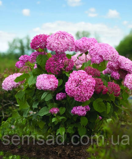 Гортензія дерев. К.Стенд Ап Пінк (саджанці 2 роки р9 )