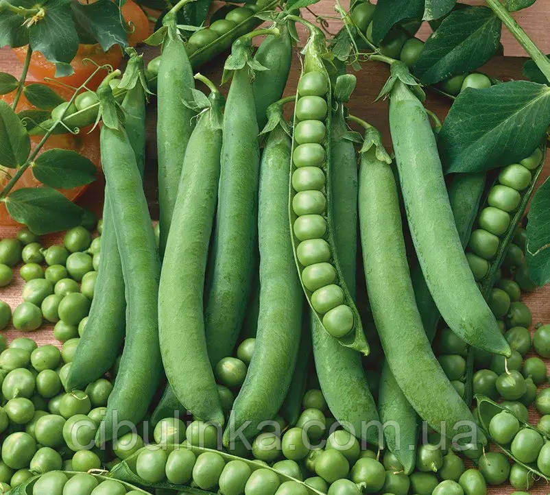 Горох цукровий Оскар (ранньостиглий) 20 г, фото 1