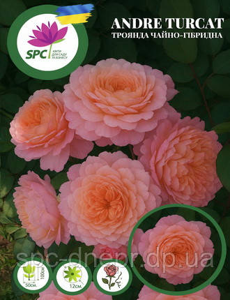 Троянда романтична André Turcat, фото 1