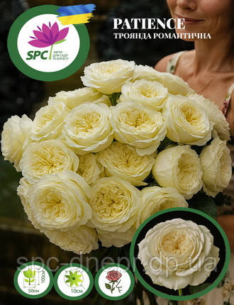 Троянда романтична Patience