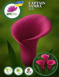 Calla(Кала) Captain Samba