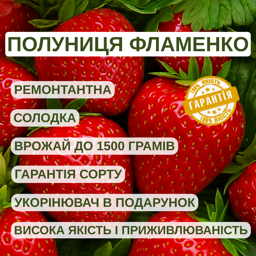 Саджанці полуниці (розсада) Фламенко (Flamenco) - ремонтантна, крупноплідна, високоврожайна, фото 1