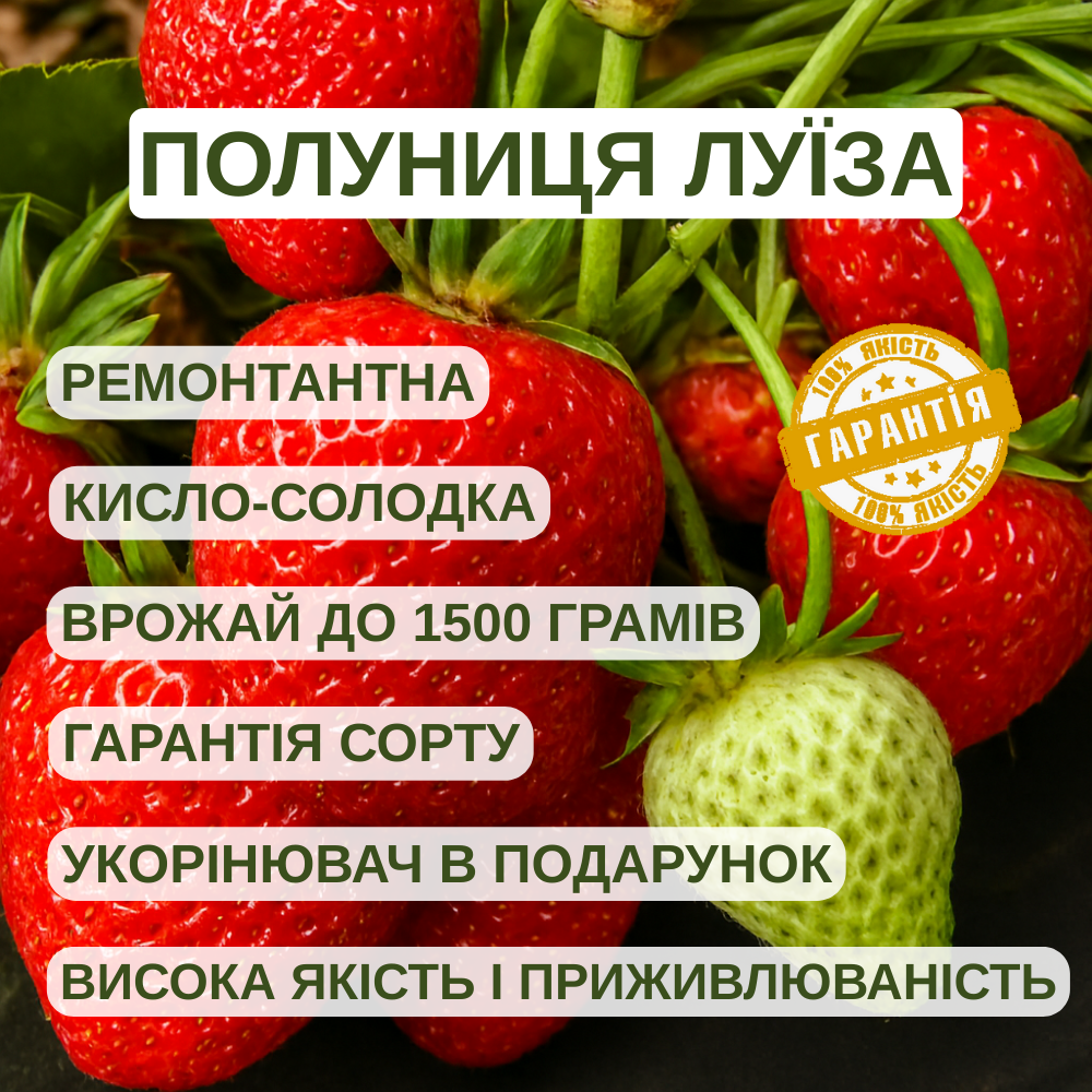 Саджанці полуниці в касеті Луїза (Louise) - ремонтантна, транспортабельна, урожайна (в касеті) + Подарунок, фото 1