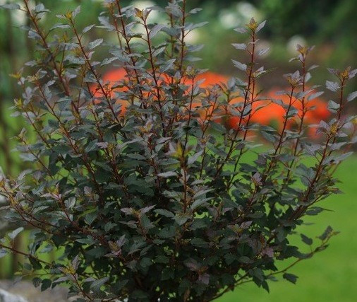 Пухироплідник калинолистий Little Joker 3 річний, Пузыреплодник калинолистный Литл Джокер, physocarpus opulifolius Little Joker