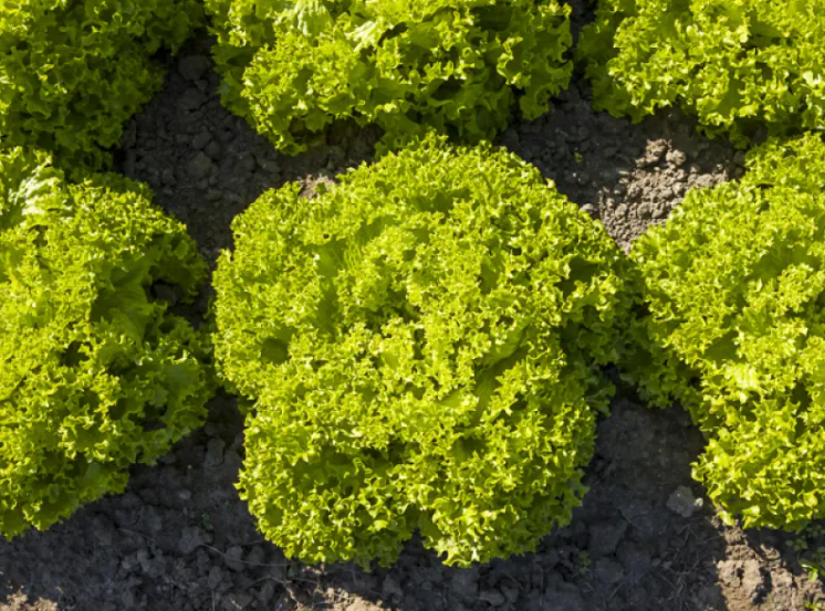 Насіння салата Бріетта F1 Enza Zaden 5000