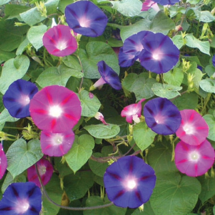 Насіння Квіти Іпомея суміш  1г, Елітсортнасіння