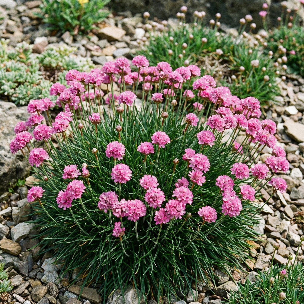Саджанці Армерії Розеа (Armeria Rosea) Р9, фото 1