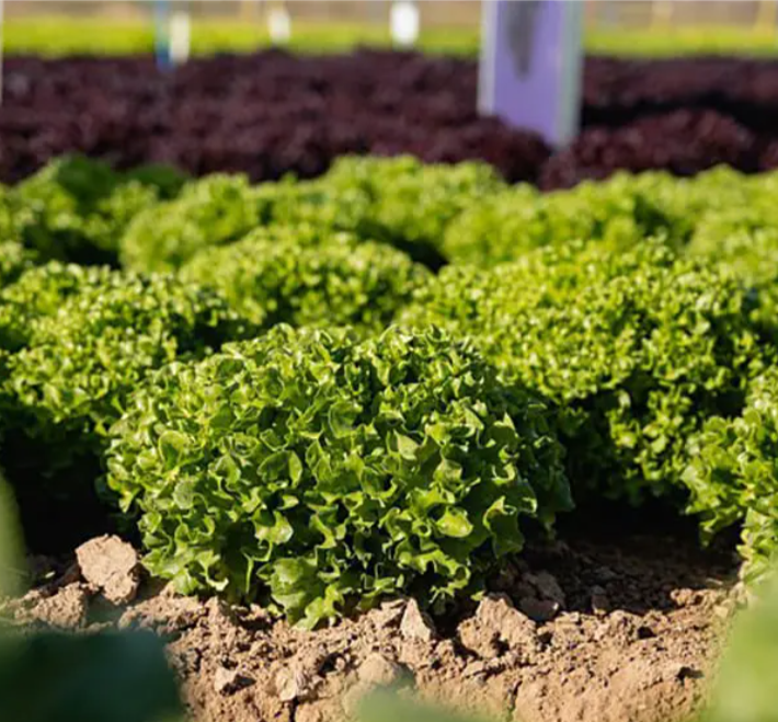 Насіння салата Бабіла F1 Enza Zaden 5000