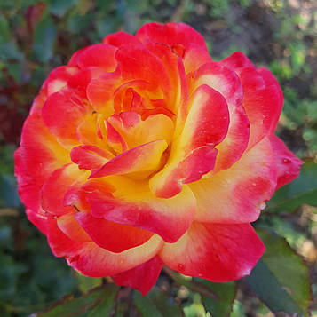 Вулкано Флауєр Циркус (Vulcano Flower Circus)