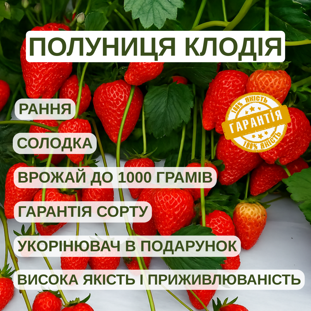 Саджанці полуниці (розсада) Клодія (Klodia) - рання, крупноплідна, врожайна, фото 1