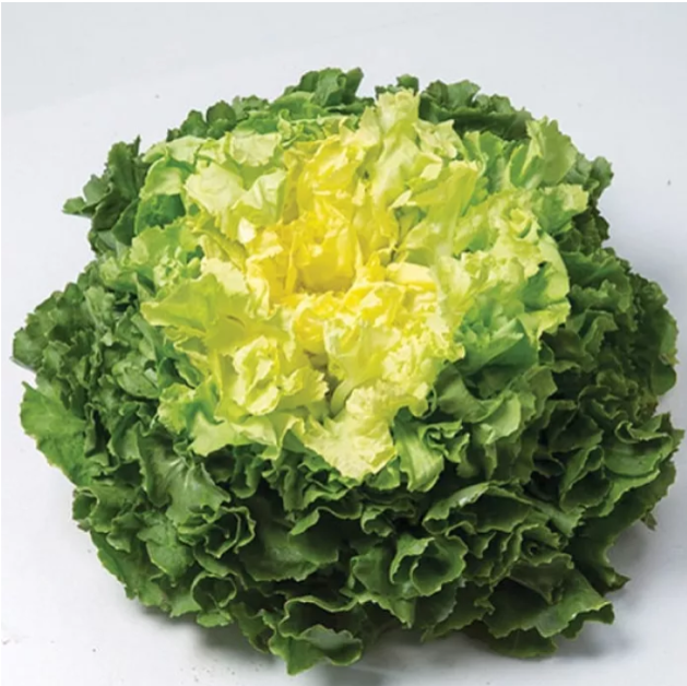 Насіння салата Парманс F1 Enza Zaden 5000