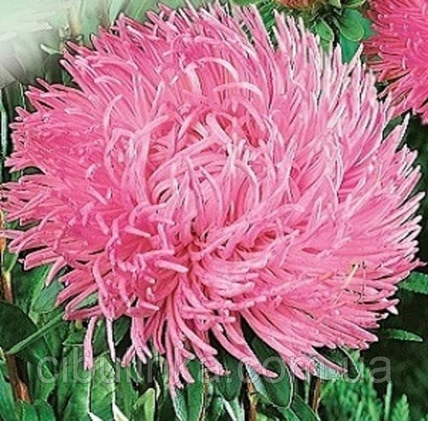 Айстра Бенгал (80 см) 0,2 г, фото 1