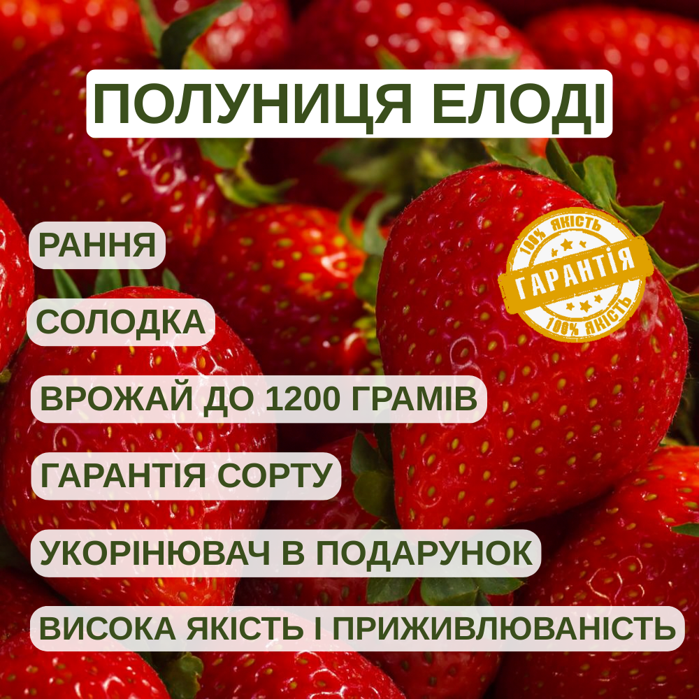 Саджанці (розсада) полуниці Елоді (Elodi) - середньо-рання, невибаглива, солодка, фото 1