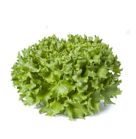 Насіння салата Епіріанс F1 Enza Zaden 1000