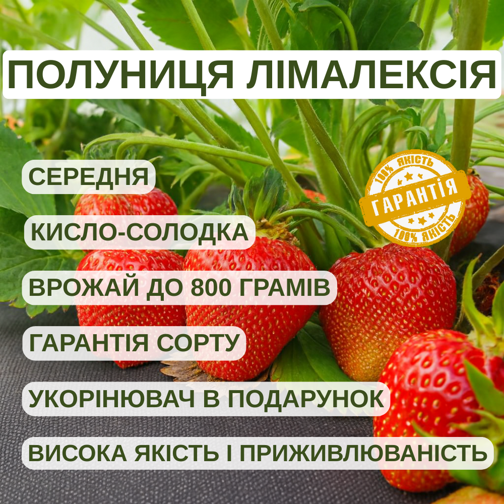 Саджанці полуниці (розсада) Лімалексія (Limalexia) - середня, крупноплідна, врожайна, фото 1