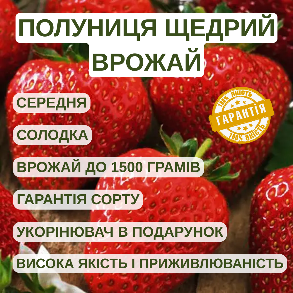 Саджанці полуниці (розсада) Щедрий Врожай - середньо-рання, великоплідна, високоврожайна, фото 1